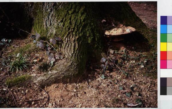 Lesmo - giardino di villa Somaglia "Il Gerletto" - radici di tronco d'albero