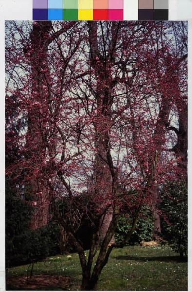 Lesmo - giardino di villa Somaglia "Il Gernetto" - alberi in fiore