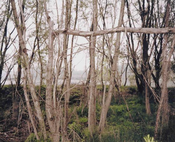 Bosco lungo il fiume - alberi - tronco spezzato