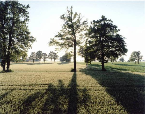 Campo di grano - alberi - ombre