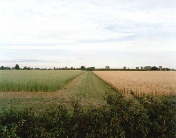 Campo di cereali - campo di erbe da foraggio