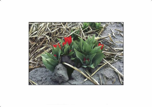 Paesi Bassi - Coltivazione di bulbi da fiore - Tulipanini precoci