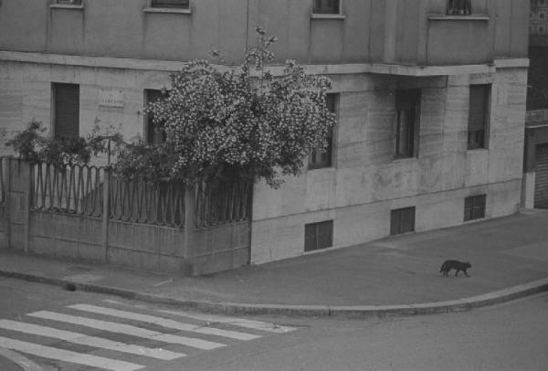 Milano - Via Mosè Bianchi angolo via Filippo Carcano - Albero fiorito e gatto nero