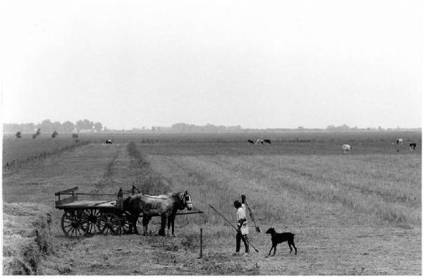 Emigrati piemontesi. Argentina, El Arañado - Paesaggio di pianura - Campo coltivato - Mucche - Contadino - Cavallo con carro