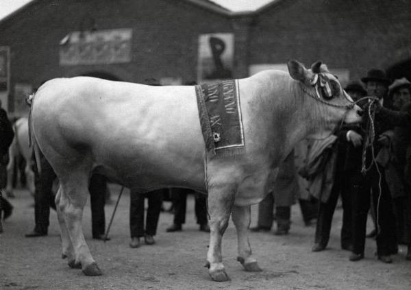 Fiera di Milano - Campionaria 1931 - Mostre della zootecnica - Esposizione dei bovini