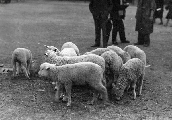 Fiera di Milano - Campionaria 1931 - Mostre della zootecnica - Esposizione degli ovini