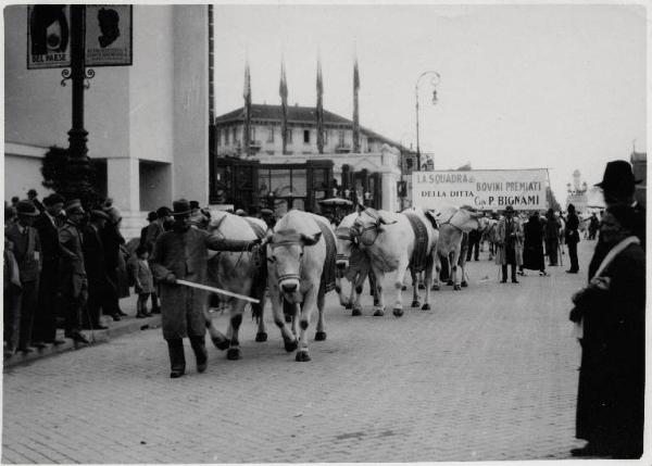 Fiera di Milano - Campionaria 1933 - Mostre della zootecnica - Esposizione dei bovini - Sfilata di bovini premiati