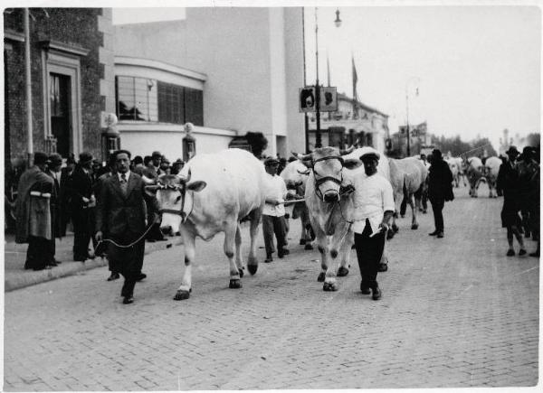 Fiera di Milano - Campionaria 1933 - Mostre della zootecnica - Esposizione dei bovini - Sfilata di bovini premiati