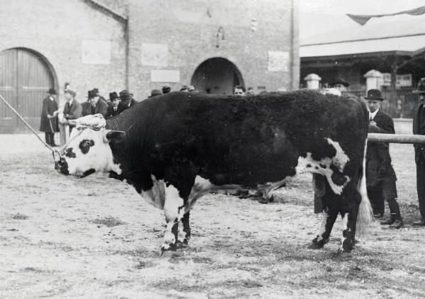 Fiera di Milano - Campionaria 1929 - Mostre della zootecnica - Esposizione dei bovini