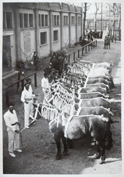 Fiera di Milano - Campionaria 1930 - Mostre della zootecnica - Esposizione equina