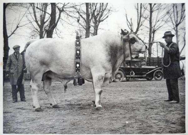 Fiera di Milano - Campionaria 1930 - Mostre della zootecnica - Esposizione dei bovini