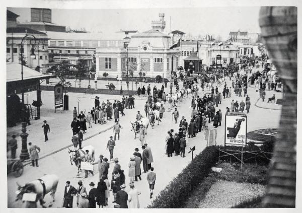 Fiera di Milano - Campionaria 1930 - Mostre della zootecnica - Esposizione dei bovini