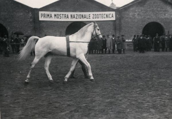 Fiera di Milano - Campionaria 1930 - Mostre della zootecnica - Esposizione equina