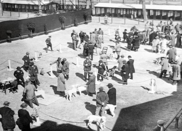 Fiera di Milano - Campionaria 1932 - Mostre della zootecnica - Esposizione canina