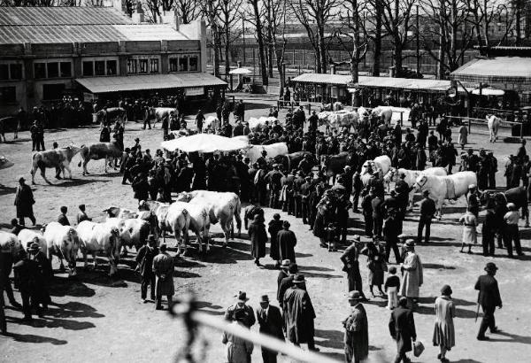 Fiera di Milano - Campionaria 1932 - Mostre della zootecnica - Esposizione dei bovini