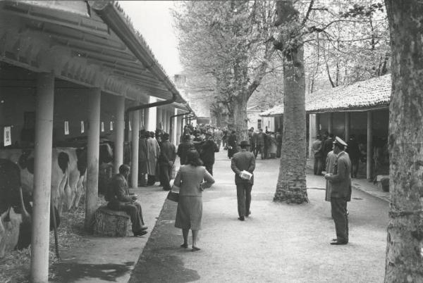 Fiera di Milano - Campionaria 1951 - Area delle Mostre zootecniche