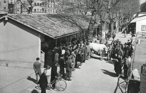 Fiera di Milano - Campionaria 1951 - Area delle Mostre zootecniche