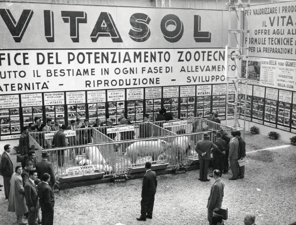 Fiera di Milano - Campionaria 1958 - Padiglione attrezzature per stalle, materiale avicolo, veterinaria, articoli zootecnici, mangimi e integrativi - Interno - Stand Vitasol