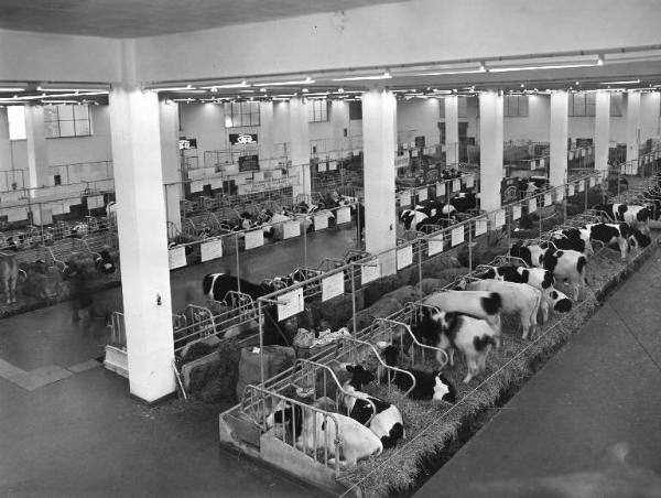 Fiera di Milano - Campionaria 1958 - Padiglione attrezzature per stalle, materiale avicolo, veterinaria, articoli zootecnici, mangimi e integrativi - Interno