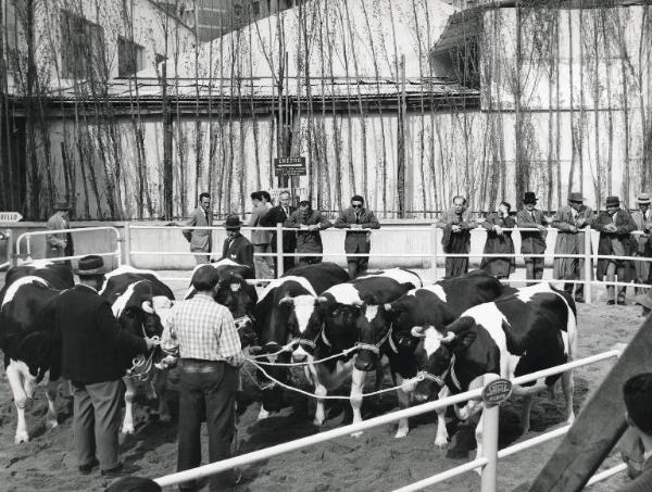 Fiera di Milano - Campionaria 1959 - Mostra zootecnica