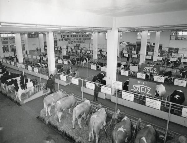 Fiera di Milano - Campionaria 1960 - Mostra zootecnica