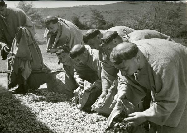 Scena del film "Francesco, giullare di Dio" - Rossellini, Roberto, 1950 - Sette attori non identificati in veste da frate, accovacciati, raccolgono da terra delle foglie. Uno di essi guarda verso la cinepresa sorridendo.