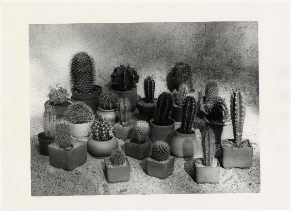 Attività didattica - Esercitazioni: still life - Piante grasse - Cactus in vaso - Composizione