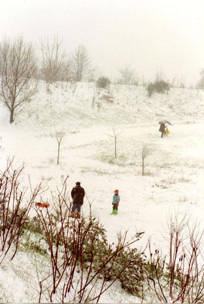 Sesto San Giovanni - Parco Nord, settore Montagnetta - Prato sottostante la Montagnetta - Adulti e bambini giocano sulla neve - Slittino - Inverno