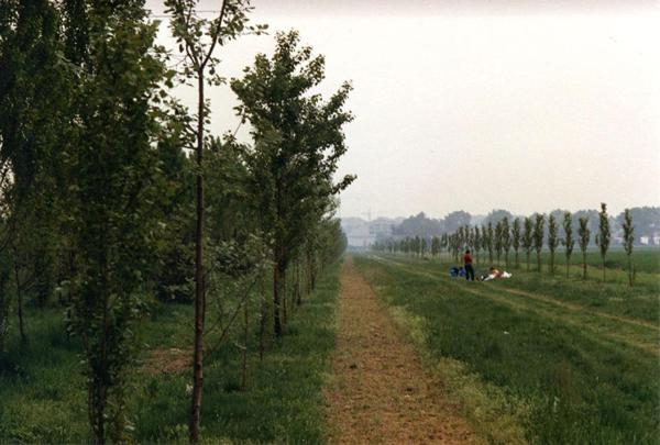 Cinisello Balsamo - Parco Nord, settore Est - Prato antistante la Cascina Centro Parco - Filare di alberi a ridosso dell'area boschiva - Persone sul prato
