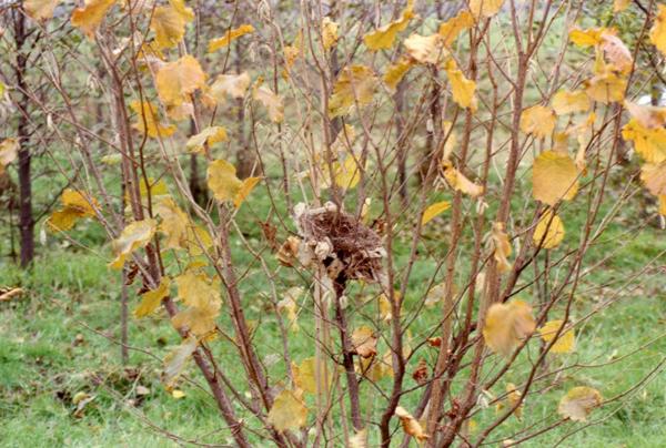 Parco Nord - Nido di uccello tra i rami di un arbusto - Inverno - Foglie secche - Documentazione naturalistica
