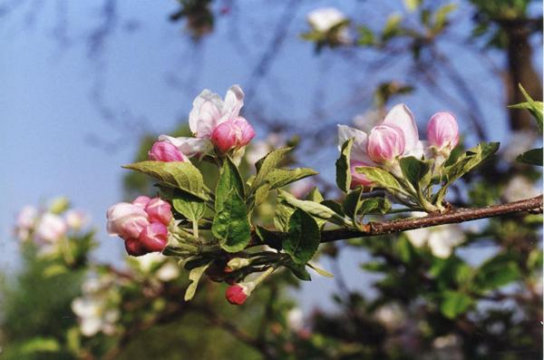 Parco Nord - Fioritura di melo da fiore (Malus floribunda) - Arbusto - Albero ornamentale - Boccioli - Foglie - Ramo - Documentazione naturalistica