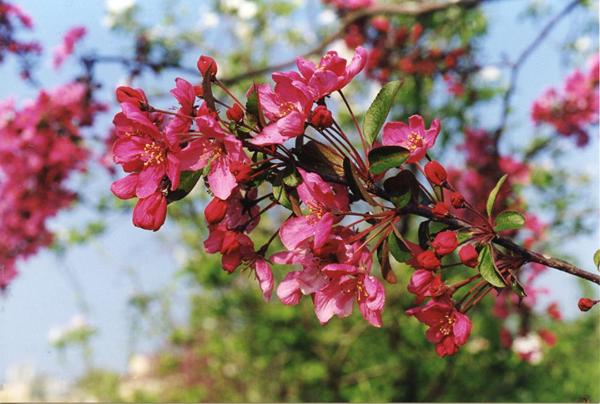 Parco Nord - Fioritura di melo da fiore (Malus floribunda) - Arbusto - Albero ornamentale - Foglie - Ramo - Documentazione naturalistica