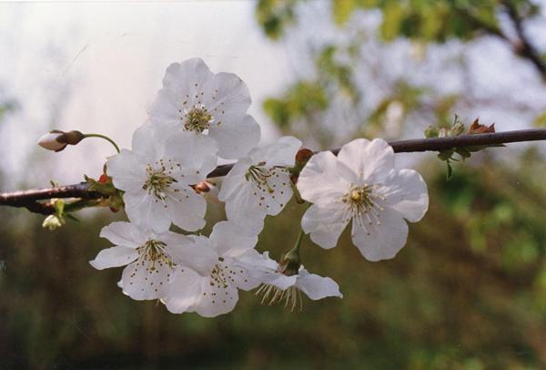 Parco Nord - Fioritura ciliegio selvatico (Prunus avium) - Albero spontaneo - Foglie - Ramo - Boccioli - Gemme - Documentazione naturalistica