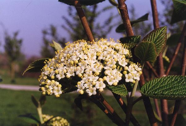 Parco Nord - Fioritura di lantana o lentaggine (Viburnum lantana) - Arbusto spontaneo - Foglie - Ramo - Documentazione naturalistica