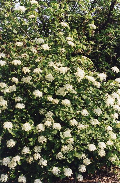Parco Nord - Fioritura di lantana o lentaggine (Viburnum lantana) - Arbusto spontaneo - Cespuglio - Documentazione naturalistica