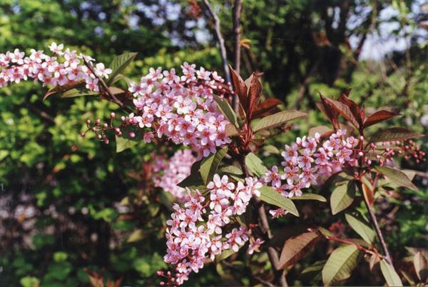 Parco Nord - Fioritura di pado purpureo (Prunus padus “Colorata”) - Arbusto ornamentale - Foglie - Ramo - Documentazione naturalistica