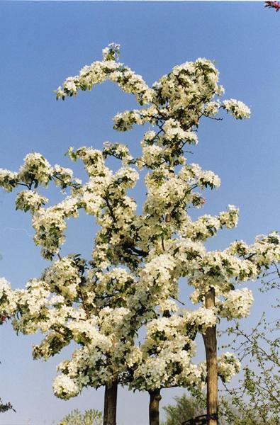 Parco Nord - Fioritura di pero da fiore (Pyrus calleryana) - Albero ornamentale - Rami - Documentazione naturalistica
