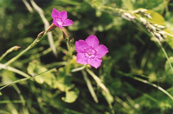 Parco Nord - Fiori di garofano minore (Dianthus deltoides) - Boccioli - Erba - Flora spontanea - Documentazione naturalistica