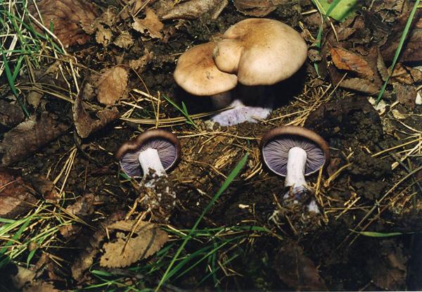 Parco Nord - Funghi - Agarico violetto (Rhodopaxillus nudus) - Erba - Foglie secche - Terra - Documentazione naturalistica