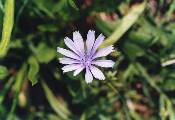 Parco Nord - Fiore di cicoria selvatica (Cichorium intybus) - Erba - Flora spontanea - Documentazione naturalistica