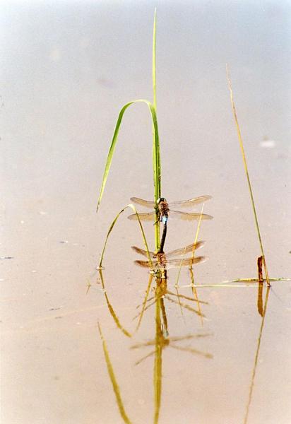 Parco Nord - Esemplare di libellula imperiale (Anax imperator) - Insetto - Fili d'erba - Lago - Documentazione naturalistica