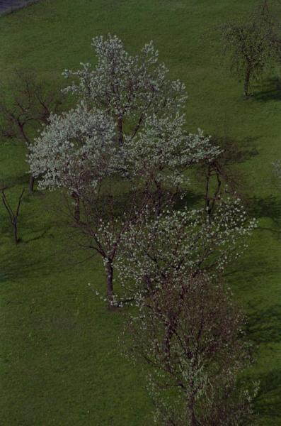 Sesto San Giovanni - Parco Nord, settore Torretta - Veduta dall'alto da casa di Sandra Macchi - Villa Torretta, giardino - Alberi con fiori