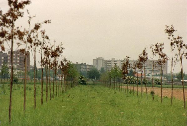 Milano - Parco Nord, settore Niguarda (?) - Prati e filari di alberi di recente piantumazione - Sullo sfondo palazzi