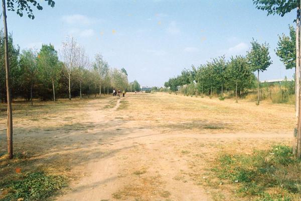 Cinisello Balsamo - Parco Nord, settore Est - Filari di alberi - Aree boschive - Erba secca - Persone a passeggio