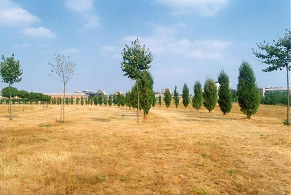 Cinisello Balsamo - Parco Nord, settore Est - Grande Rotonda (Gorki) - Filari di alberi - Prato - Erba secca