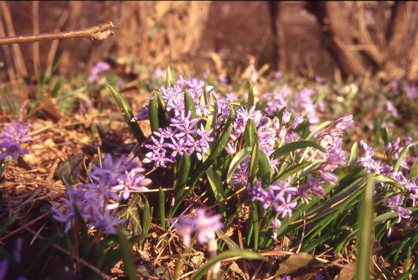 Parco Nord - Fiori di scilla selvatica (Scilla bifolia) - Flora spontanea - Documentazione naturalistica
