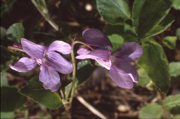 Parco Nord - Fiori di viola mammola (Viola odorata) - Flora spontanea - Documentazione naturalistica