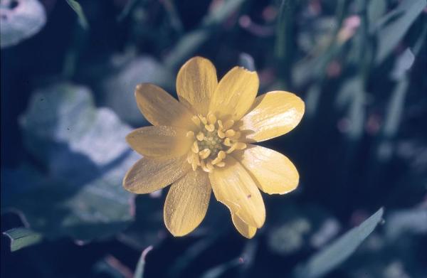 Parco Nord - Fiore di favagello (Ranunculus ficaria) - Flora spontanea - Documentazione naturalistica