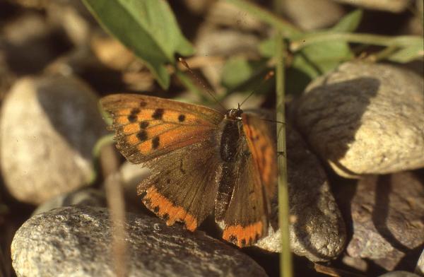 Parco Nord - Esemplare di farfalla - Lepidottero - Insetto - Foglie -Sassi - Documentazione naturalistica