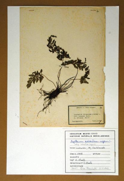 Asplenium adiantum-nigrum L.
ssp. vulgare Guss.
f. obtusum Milde